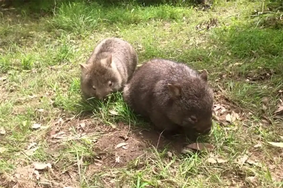 Wollombi Valley Landcare Group - Wombats of Wollombi
