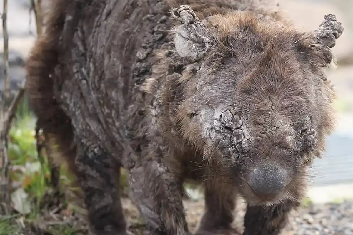 Wollombi Valley Landcare Group - Wombats of Wollombi