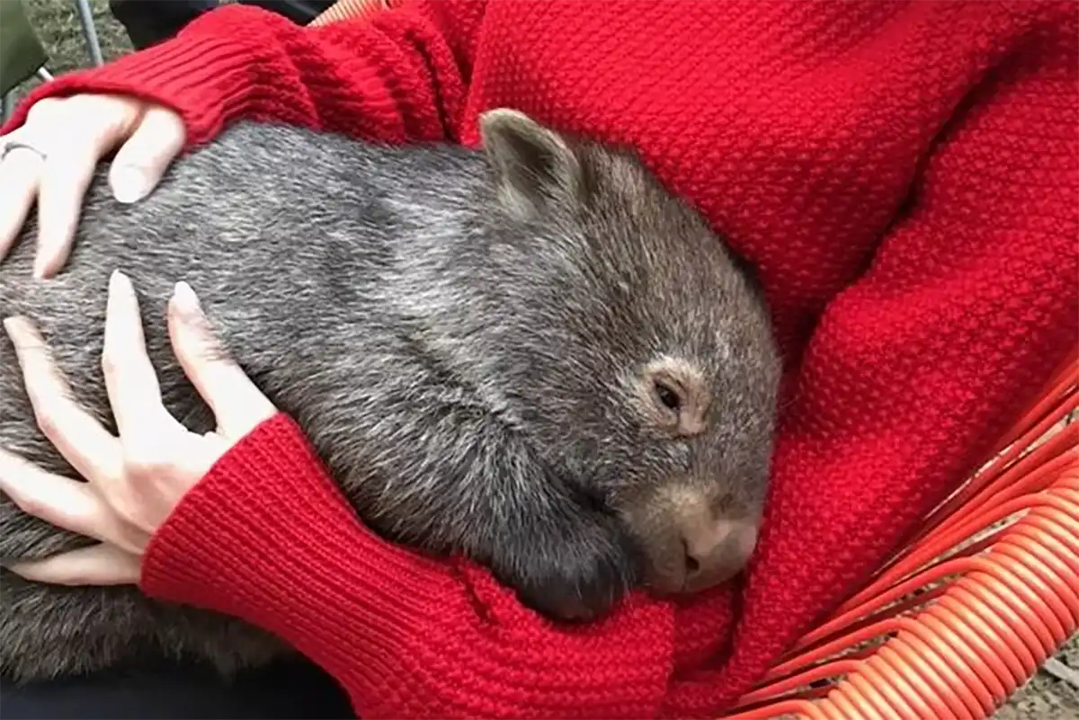 Wollombi Valley Landcare Group - Wombats of Wollombi